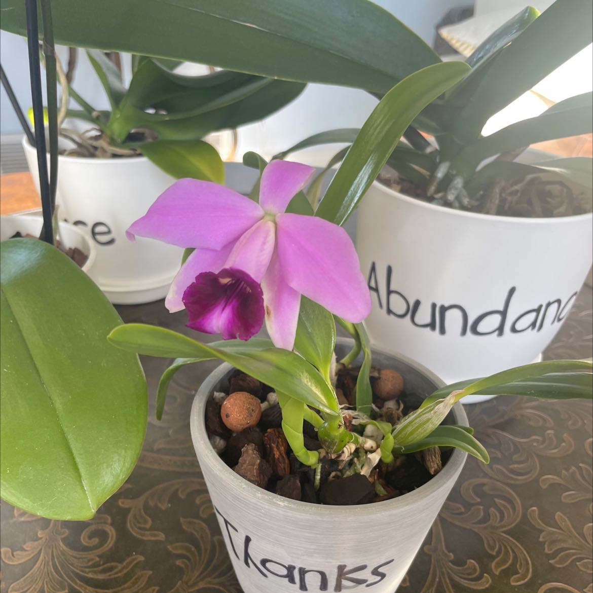 Photo of the plant species Laelia x Cattleya Amethyst Star Parkside by @GoddessKaro named Thanks on Greg, the plant care app
