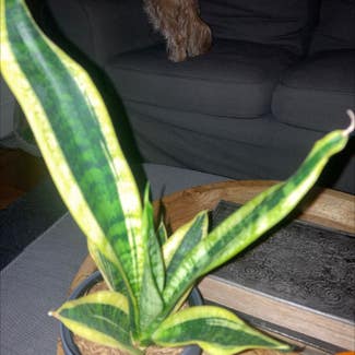Snake Plant plant in Hollywood, Florida