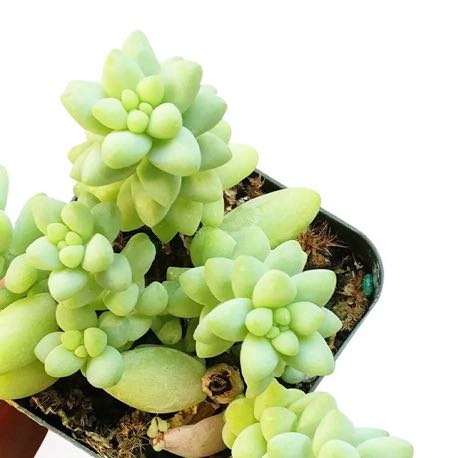 Photo of the plant species Burro's Tail by @LindaValcarce named Madonna on Greg, the plant care app