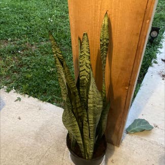 Snake Plant plant in Hollywood, Florida