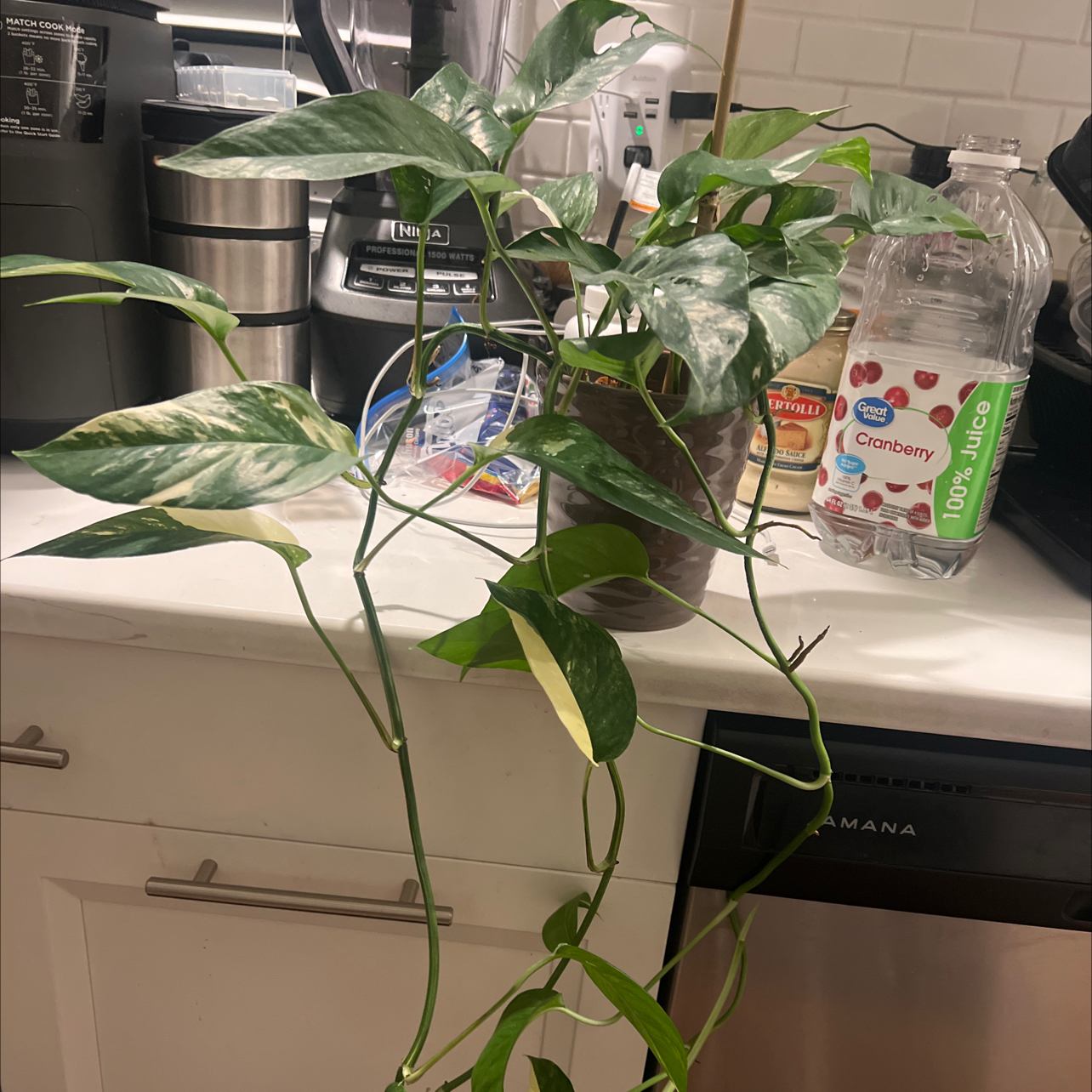 Variegated Epipremnum pinnatum plant with trailing vines and variegated leaves on a kitchen counter.