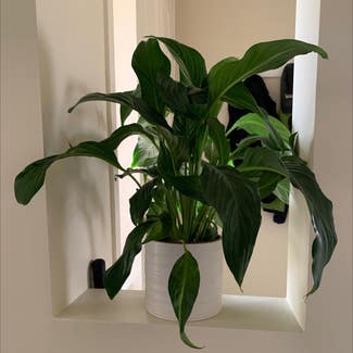 Peace Lily plant in Worrigee, New South Wales