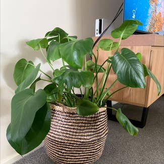 Monstera plant in Worrigee, New South Wales
