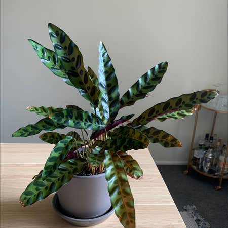 Photo of the plant species Rattlesnake Plant by @Kaytee named Keanu Leaves on Greg, the plant care app