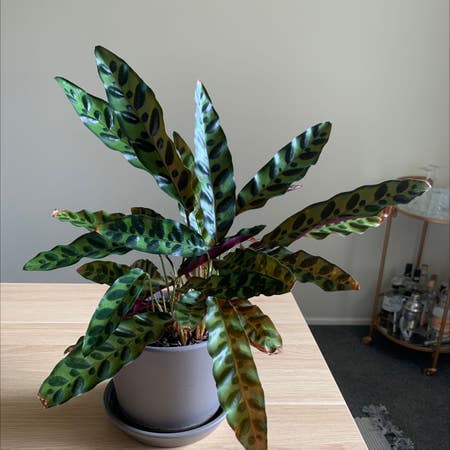 Photo of the plant species Rattlesnake Plant by Kaytee named Keanu Leaves on Greg, the plant care app
