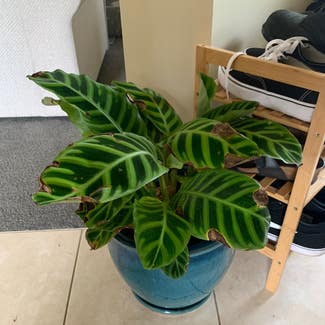 Green Prayer Plant plant in Worrigee, New South Wales