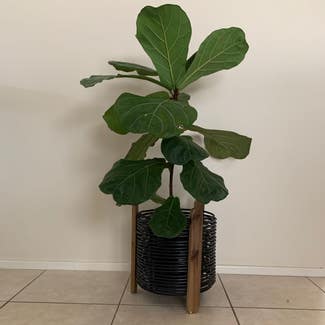 Fiddle Leaf Fig plant in Worrigee, New South Wales