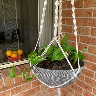 Golden Pothos plant in Worrigee, New South Wales