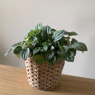 Emerald Ripple Peperomia plant in Worrigee, New South Wales