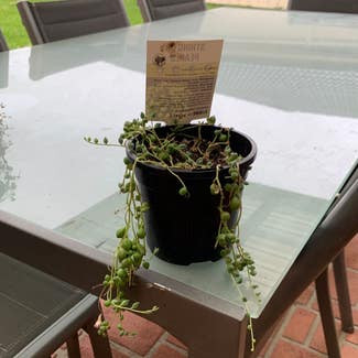 String of Pearls plant in Worrigee, New South Wales