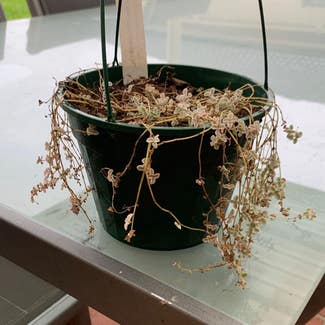 Crassula Pellucida plant in Worrigee, New South Wales