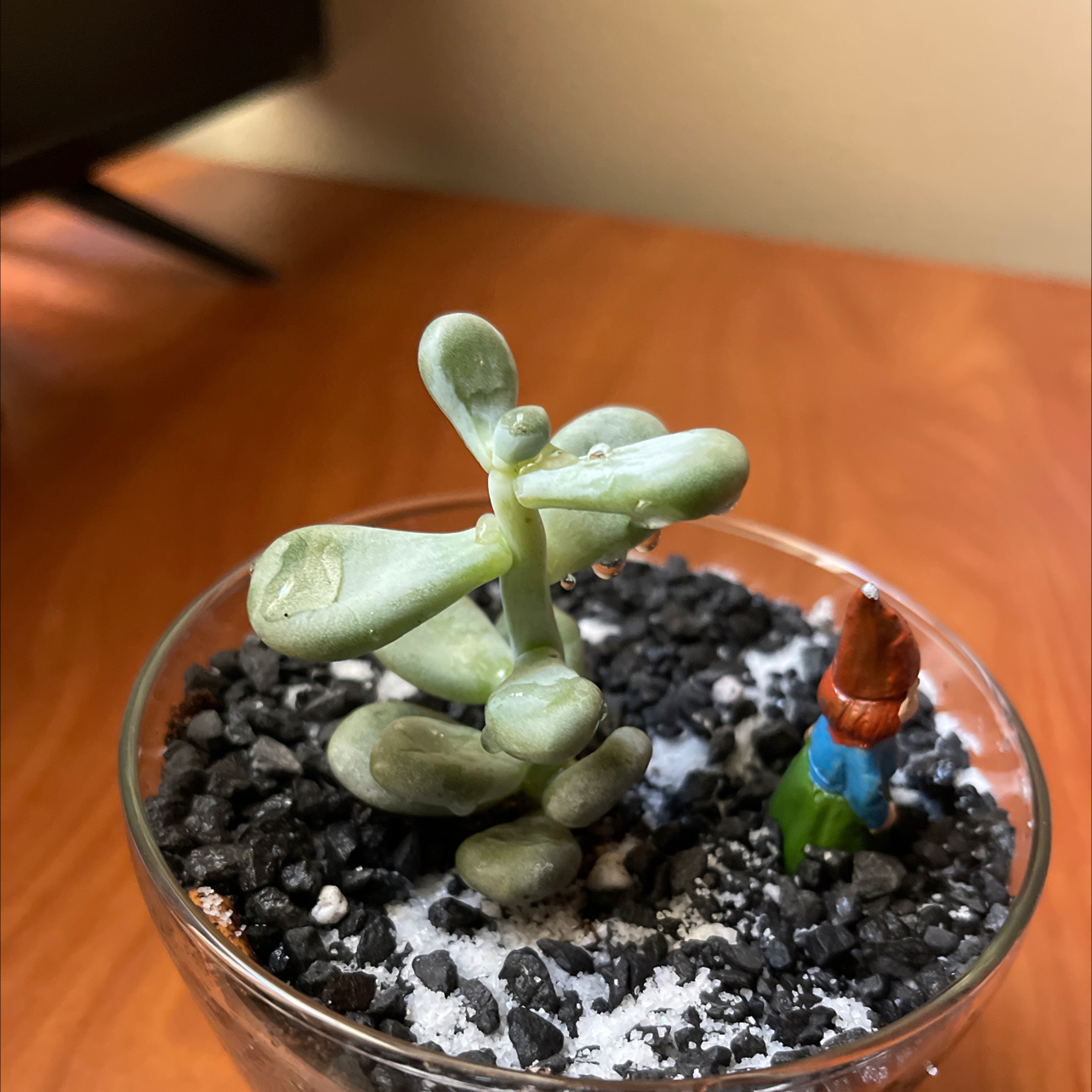 Photo of the plant species Stonecrop by @EbullientMastic named Terry on Greg, the plant care app