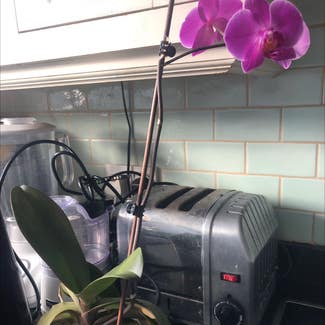 Phalaenopsis Orchid plant in Dublin, County Dublin