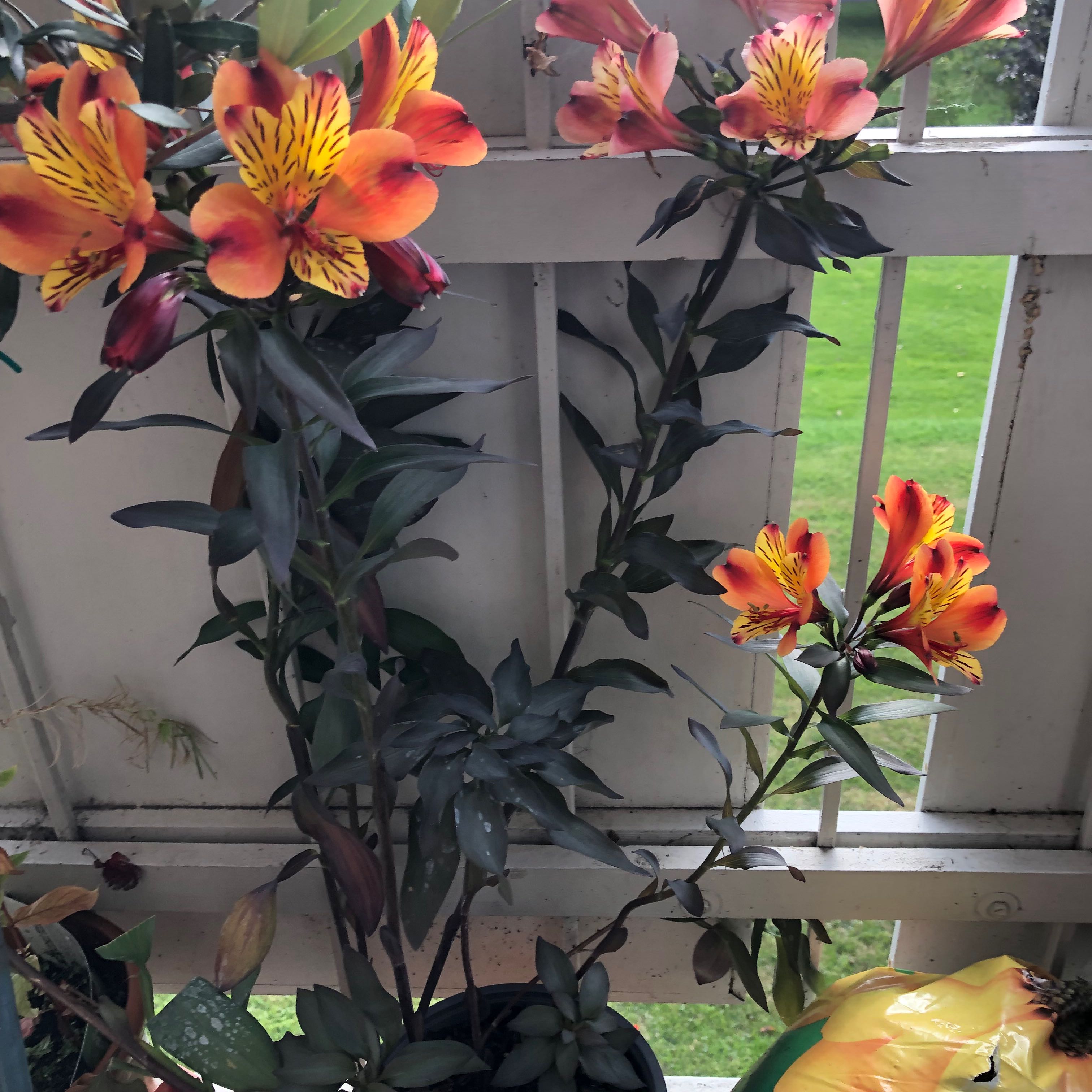 Peruvian-Lily with vibrant orange and yellow flowers, healthy leaves, and visible soil.