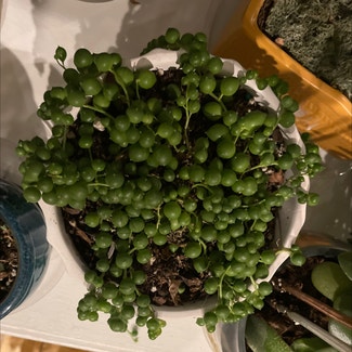 String of Pearls plant in St. Louis, Missouri