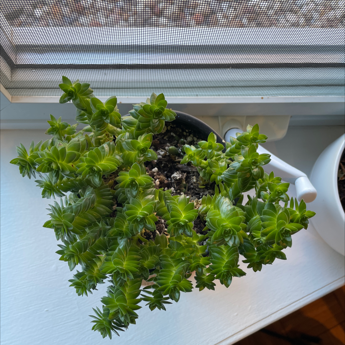 Healthy Spiral Cactus in a pot near a window with vibrant green leaves.