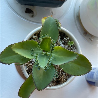 Mother of Thousands plant in St. Louis, Missouri