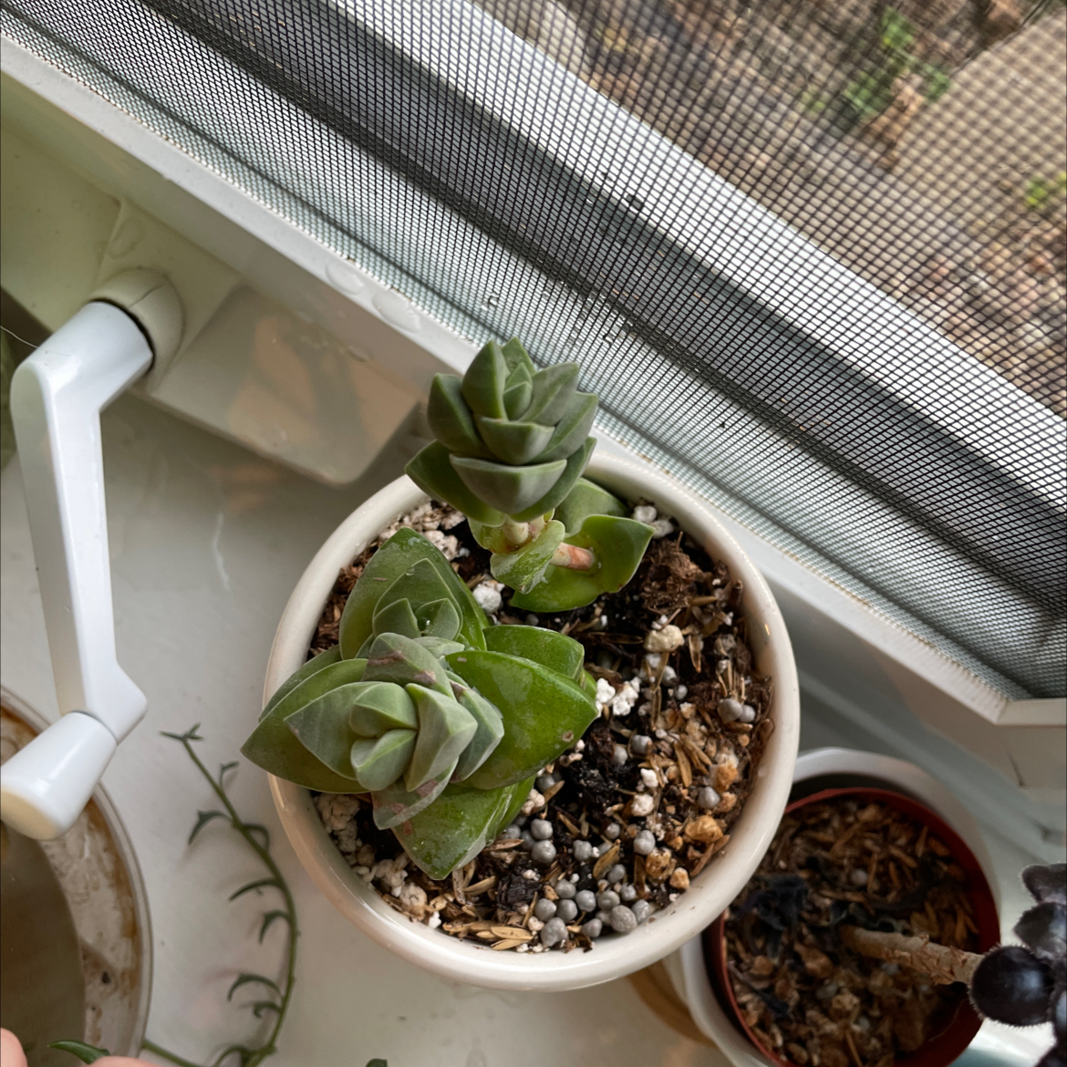 Crassula 'Moonglow' plant in a pot near a window, healthy with visible soil.