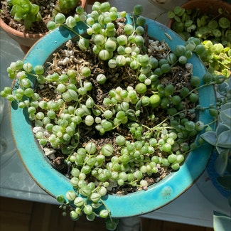Variegated String of Pearls plant in St. Louis, Missouri