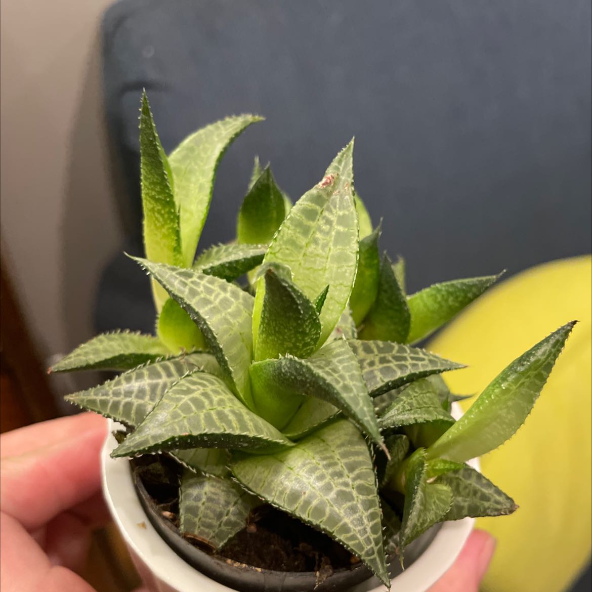 Veined Haworthia plant in a small pot, held by a hand. The plant appears healthy.