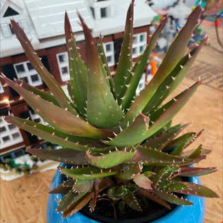 Aloe Vera plant in St. Louis, Missouri