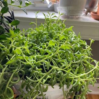 String of Dolphins plant in St. Louis, Missouri