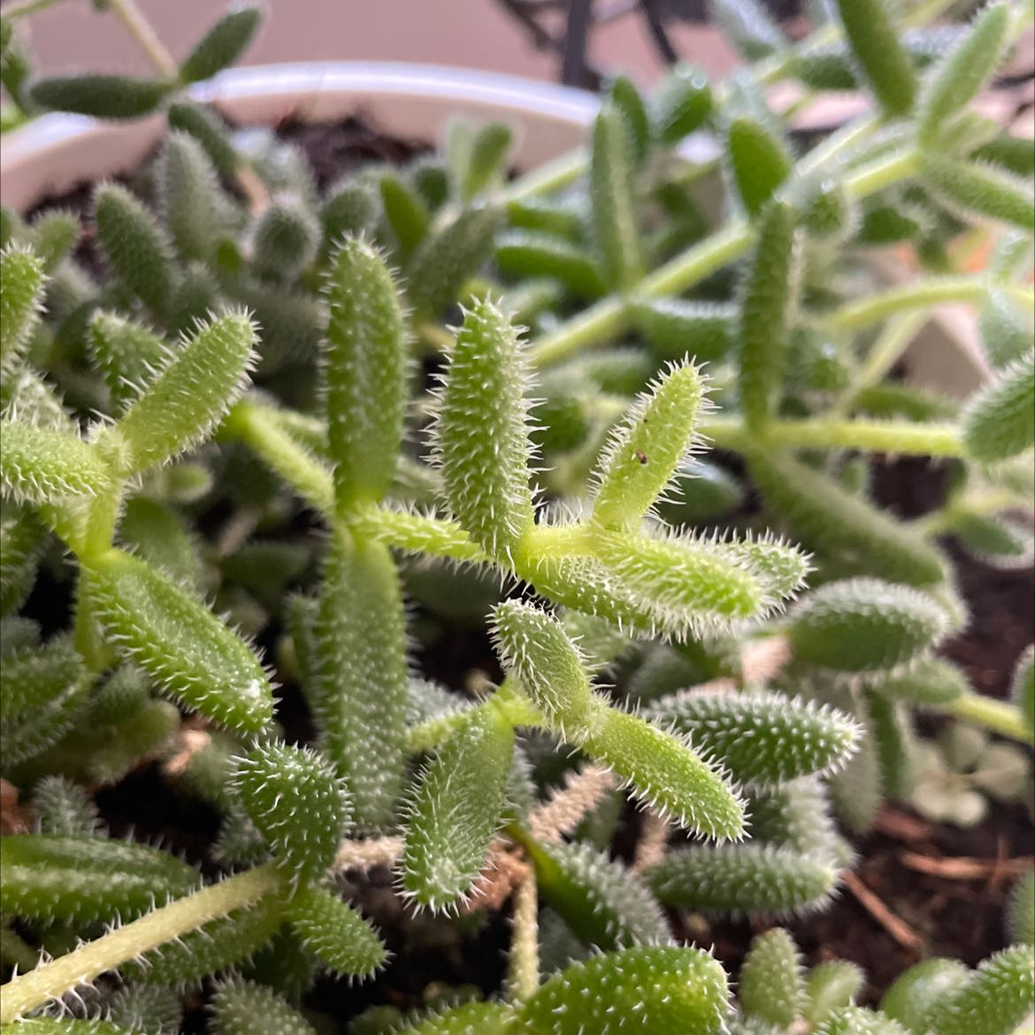 Healthy Common Iceplant with vibrant green leaves in a pot.