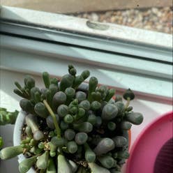 Baby Toes plant
