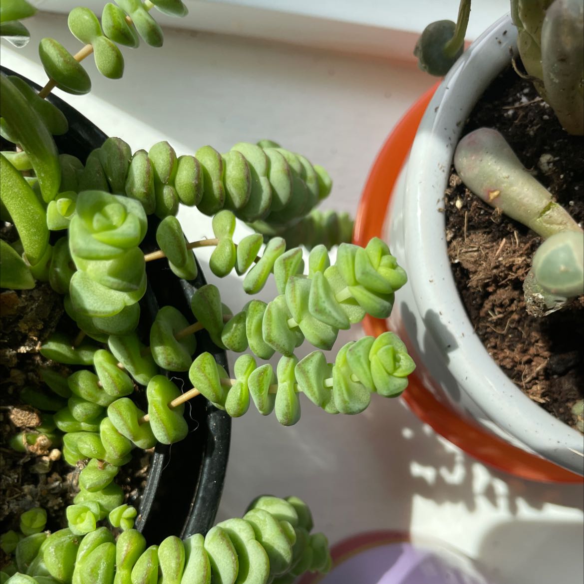 Photo of the plant species String of Buttons by @SuperMungbeans named Your plant on Greg, the plant care app