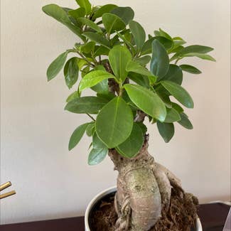 Ficus Ginseng plant in St. Louis, Missouri