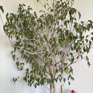 Weeping Fig plant in St. Louis, Missouri