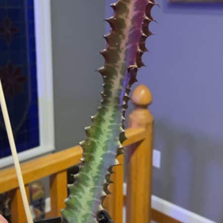 Photo of the plant species Euphorbia Trigona cv Royal Red by Supermungbeans named Figyonce on Greg, the plant care app