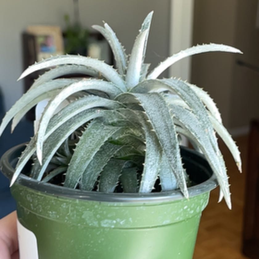Photo of the plant species Dyckia 'White Fang' by @SuperMungbeans named Kardashian on Greg, the plant care app