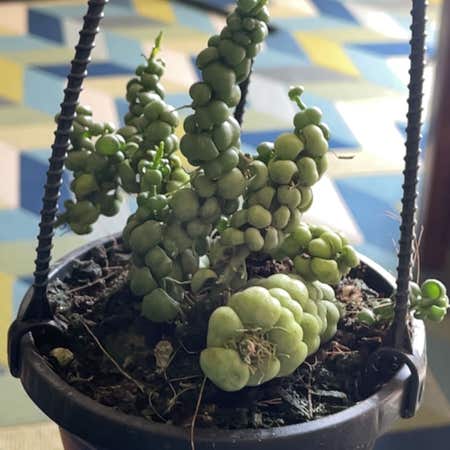 Photo of the plant species Dragon Jade by @SuperMungbeans named Gobi on Greg, the plant care app