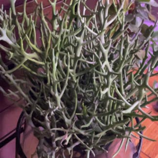 Euphorbia 'Briar Patch' plant in St. Louis, Missouri