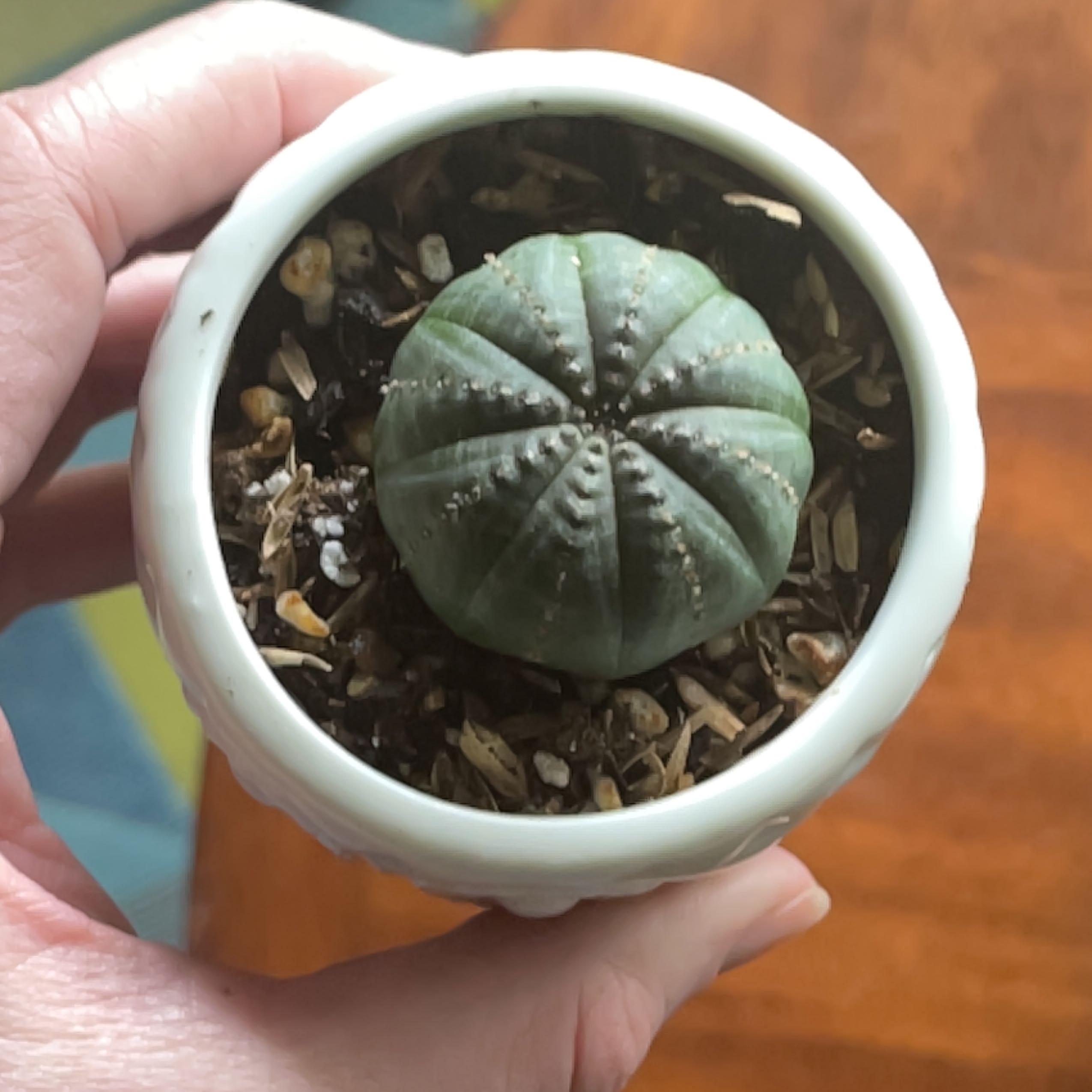 Baseball Plant (Euphorbia obesa) in a small pot held by a hand.