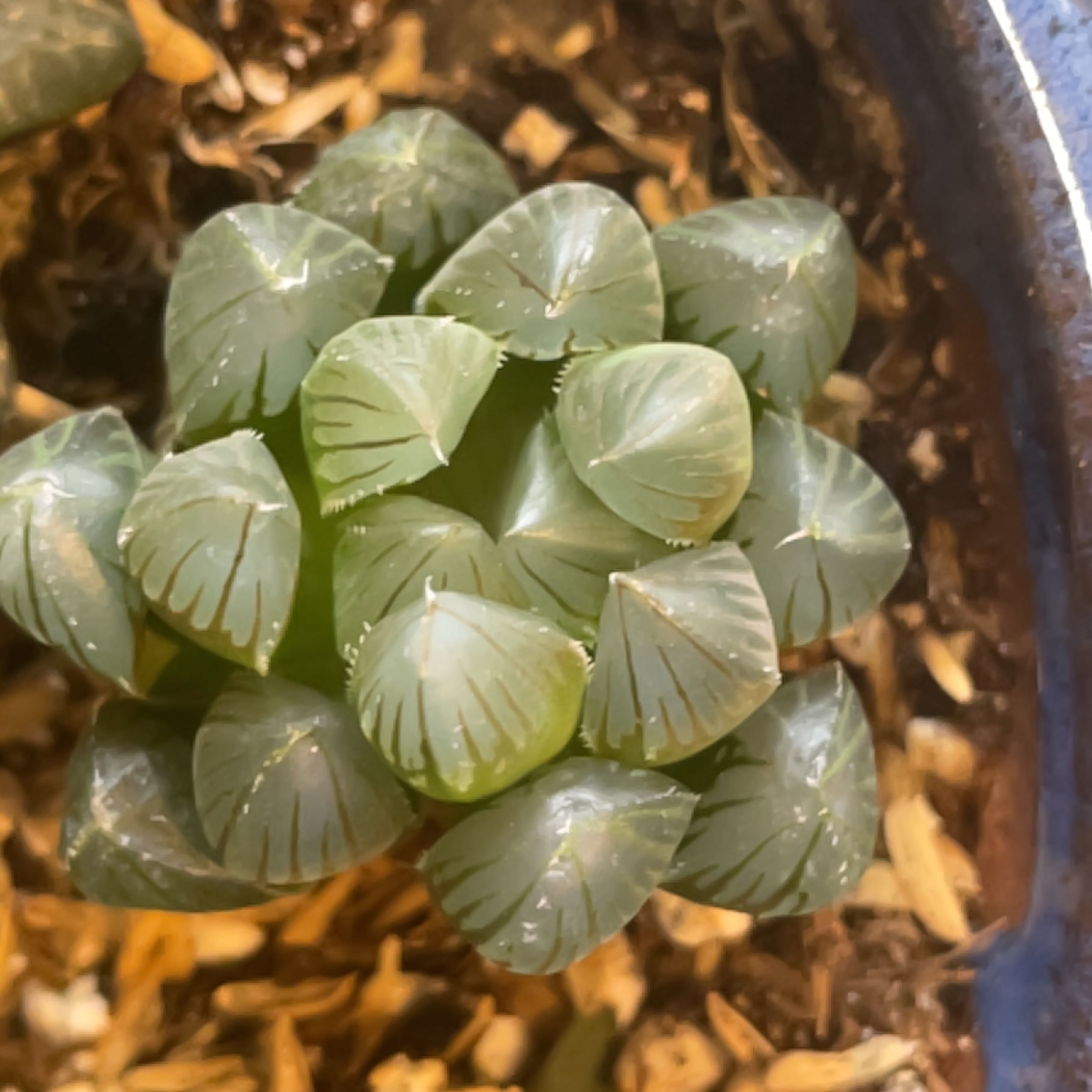 Photo of the plant species Haworthia 'Yamada Black' by @SuperMungbeans named Willow on Greg, the plant care app
