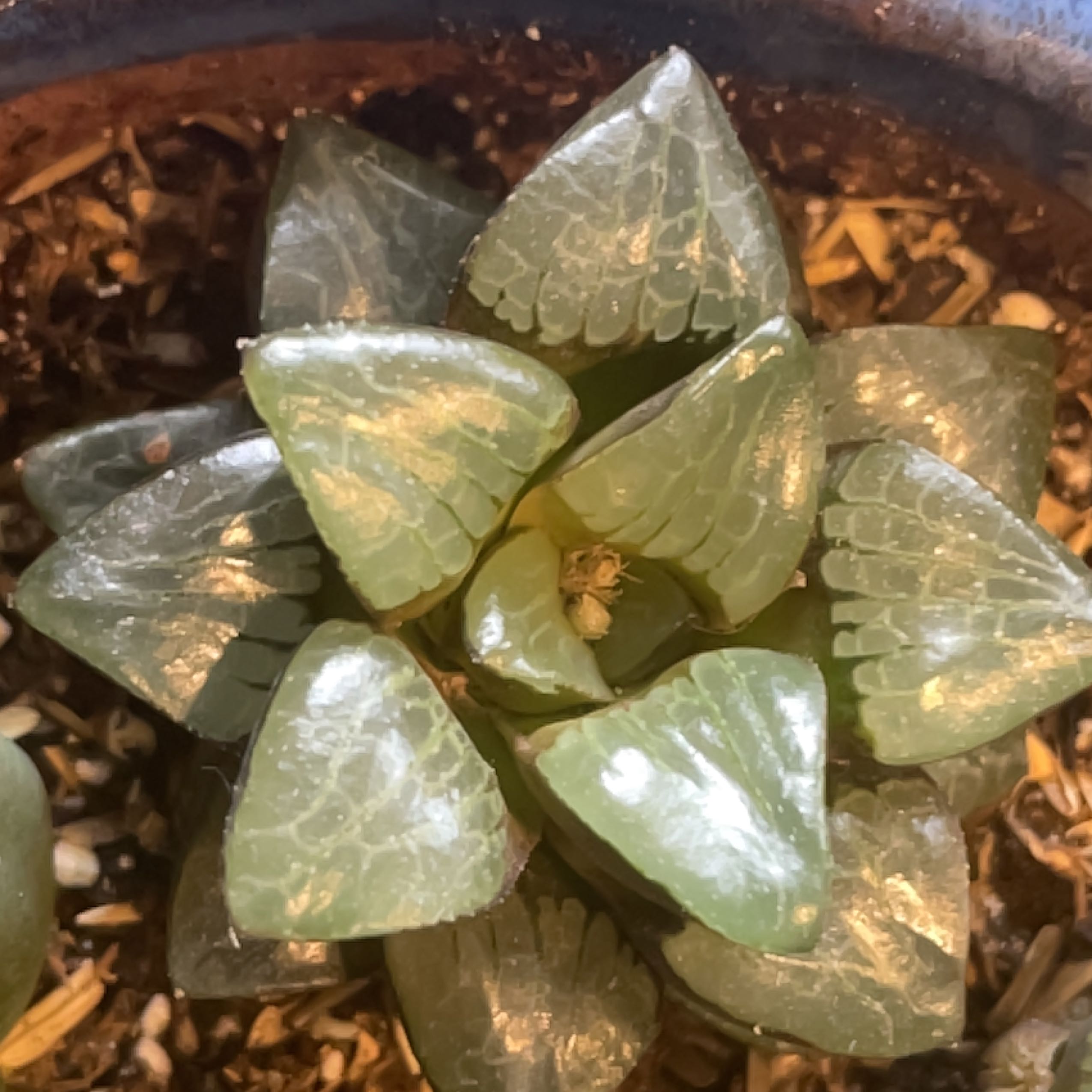Photo of the plant species Crystal Bell by @SuperMungbeans named Leaf Erickson on Greg, the plant care app
