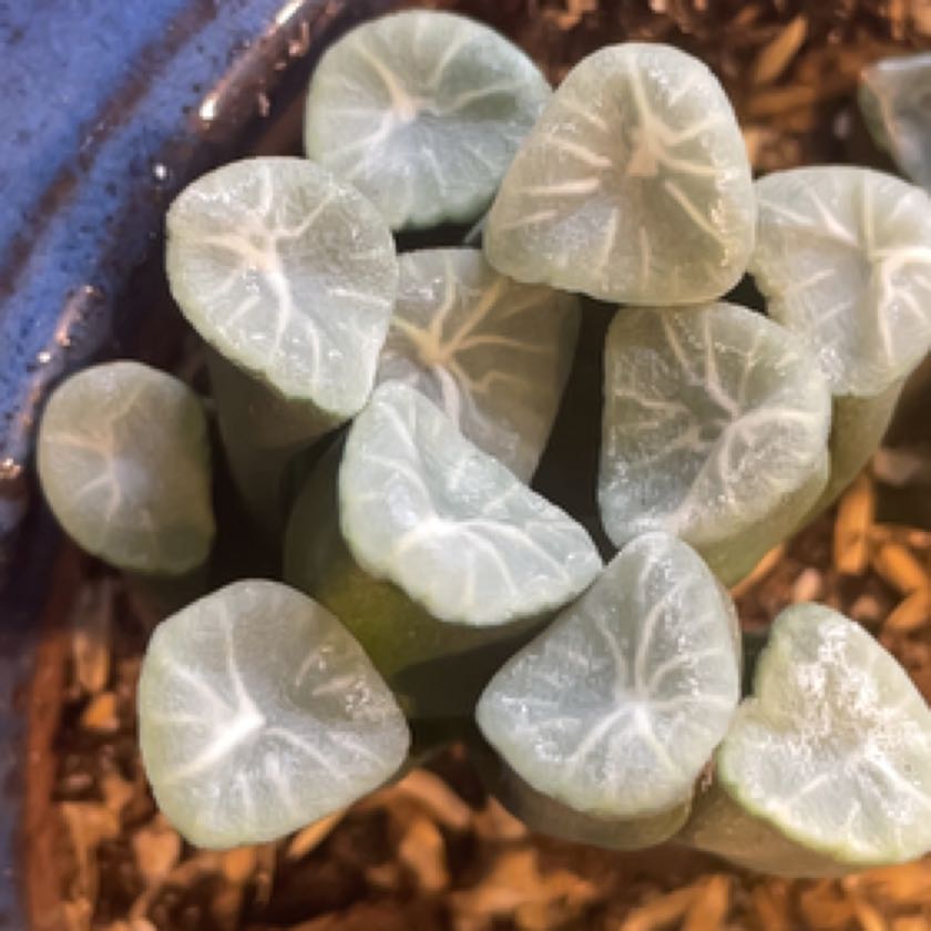 Plant care for Hawthoria turgida on Greg, the plant care app
