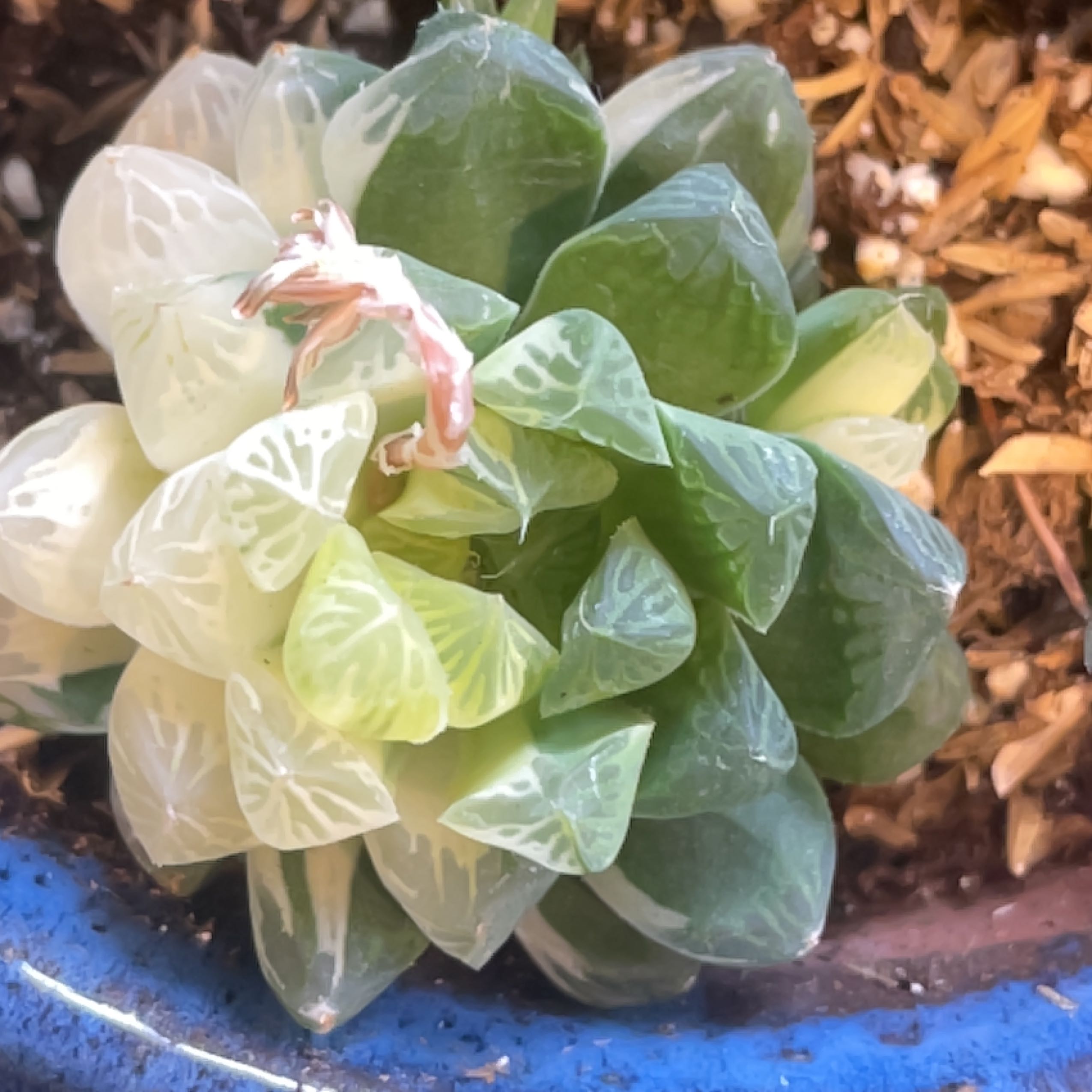 Photo of the plant species Variegated Haworthia Cooperi by @SuperMungbeans named Gomez on Greg, the plant care app