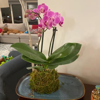 Phalaenopsis Orchid plant in St. Louis, Missouri