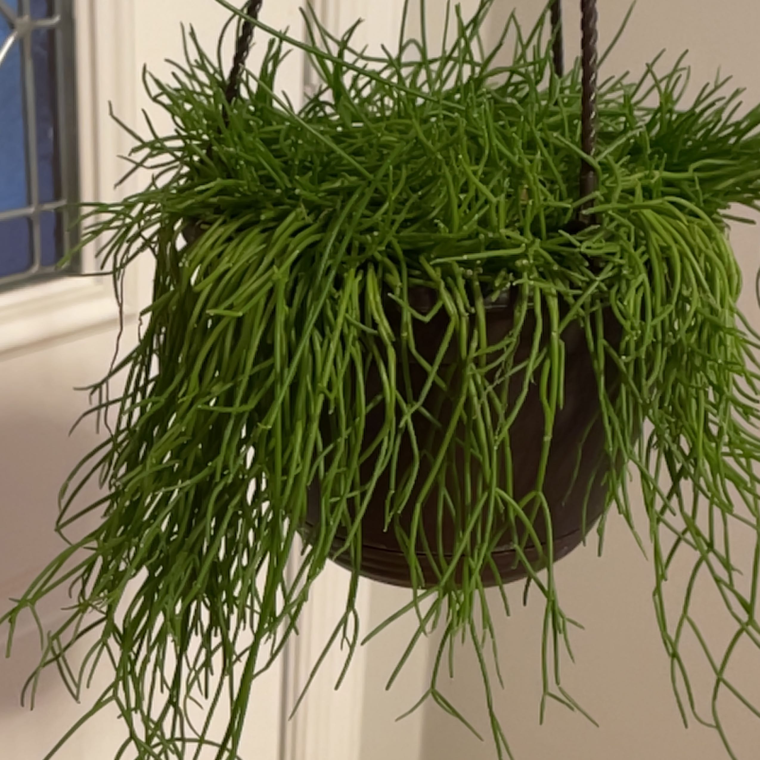 Photo of the plant species Rhipsalis Capilliformis by @SuperMungbeans named Fernie Mac on Greg, the plant care app