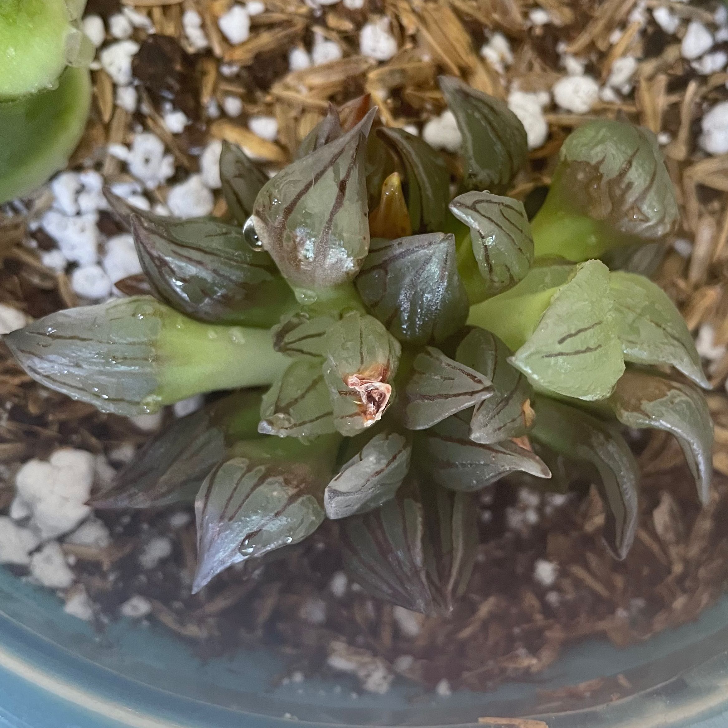 Photo of the plant species Grey Ghost by @SuperMungbeans named Kesha on Greg, the plant care app