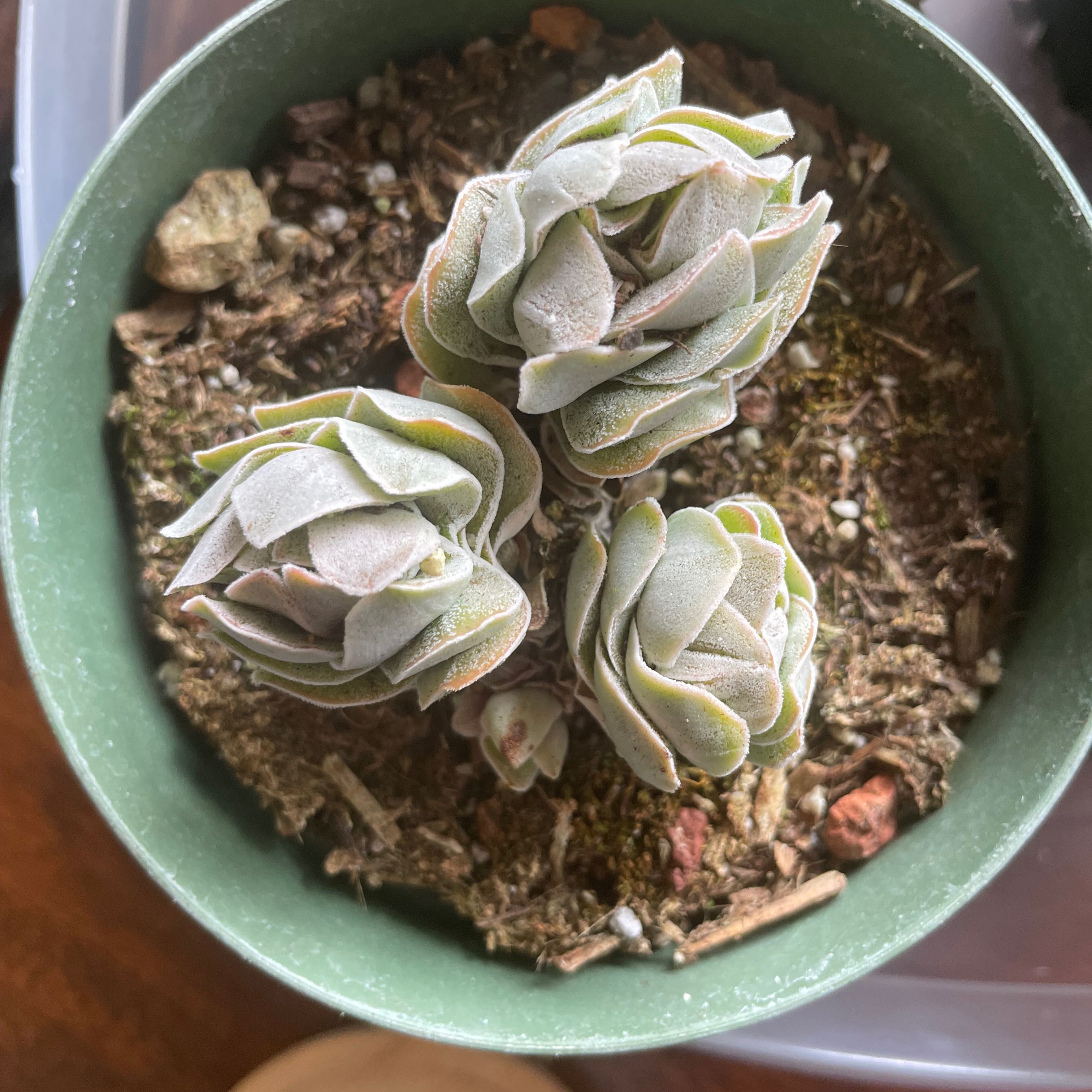 Photo of the plant species Crassula 'Ivory Pagoda' by @SuperMungbeans named Denali on Greg, the plant care app