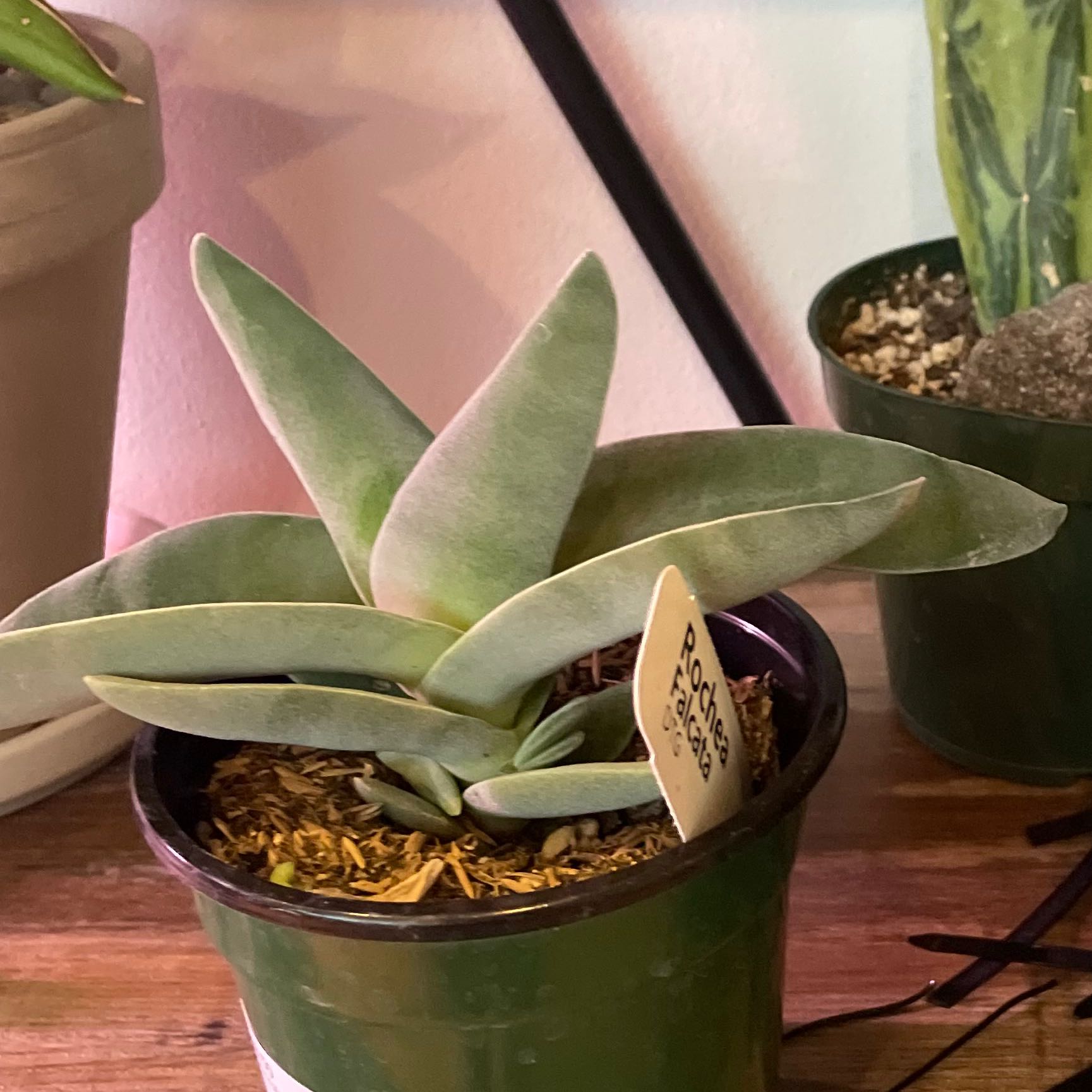 Photo of the plant species Sickle Plant by @SuperMungbeans named Anne on Greg, the plant care app