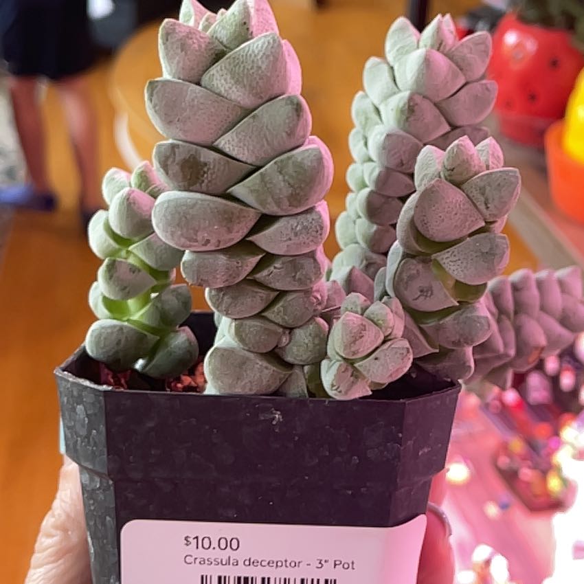 Photo of the plant species Crassula deceptor by @SuperMungbeans named Diana on Greg, the plant care app