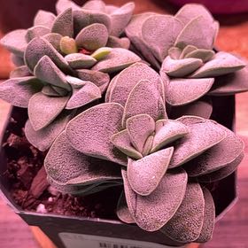 Photo of the plant species Crassula 'Morgan's Beauty' by @SuperMungbeans named Elle on Greg, the plant care app
