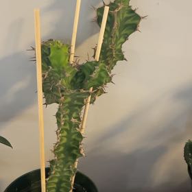 Photo of the plant species Euphorbia pseudocactus subsp. pseudocactus by @SuperMungbeans named Nithin on Greg, the plant care app