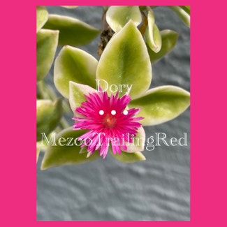 mezoo trailing red plant in Fort Myers, Florida