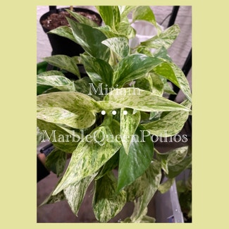 Marble Queen Pothos plant in Fort Myers, Florida